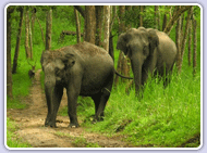 Wayanad Special Packages